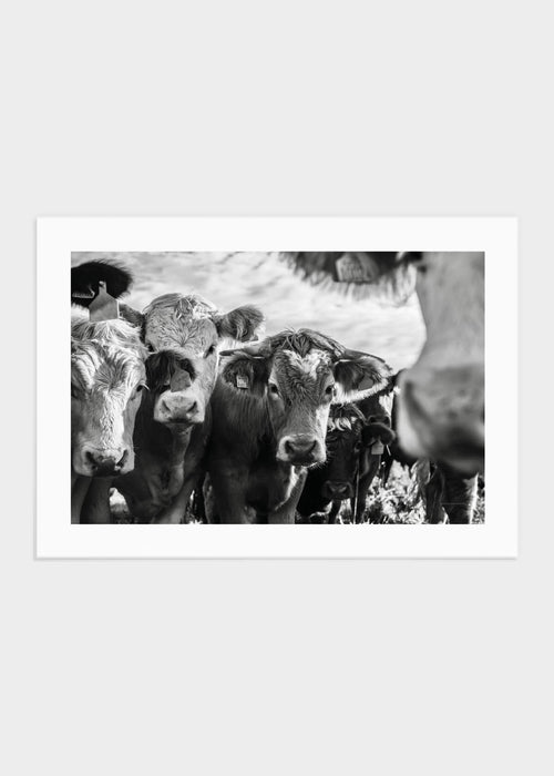 Cows in Scotland poster