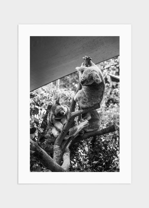 Australian koala poster