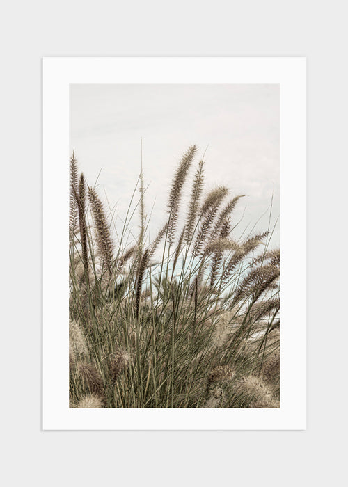 Reed poster
