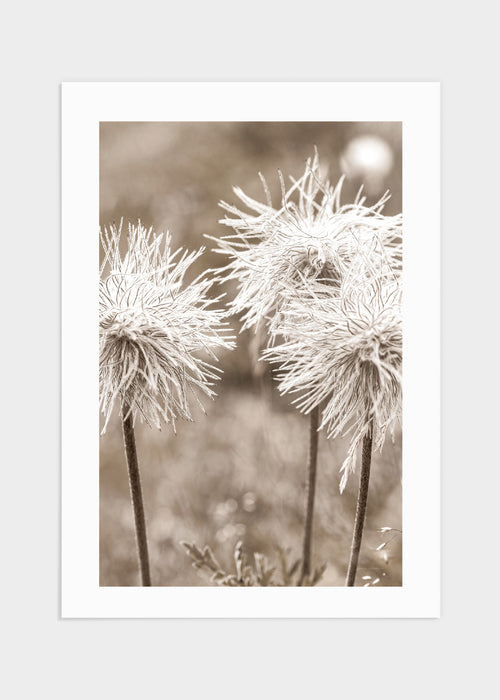 Close up white flowers poster