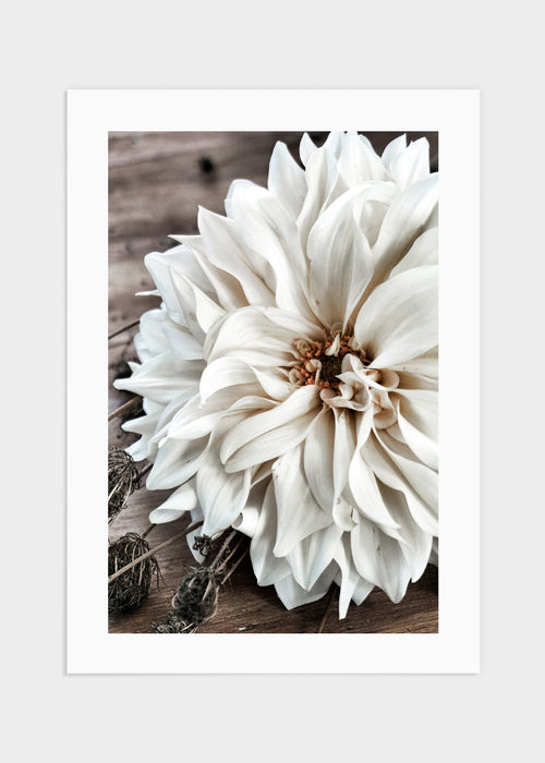 Big white flower poster