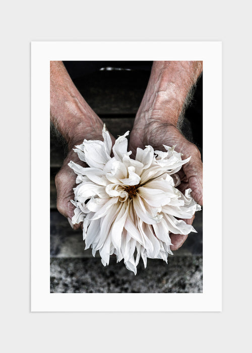 White dahlia poster