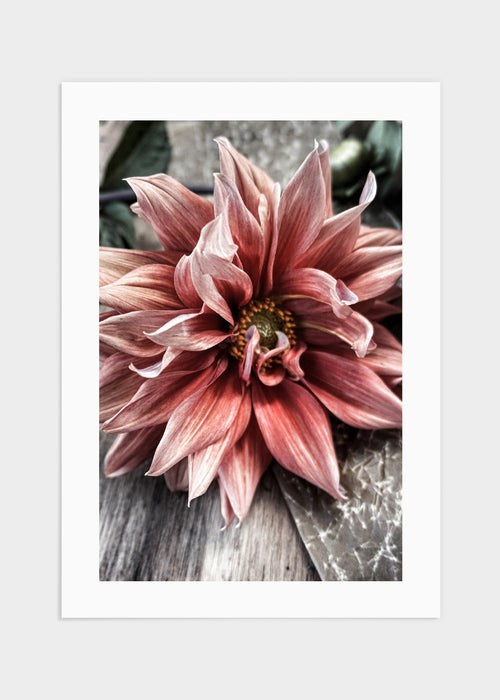 Red flower poster