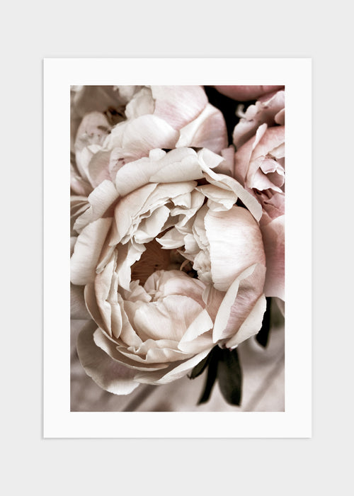 White peony poster