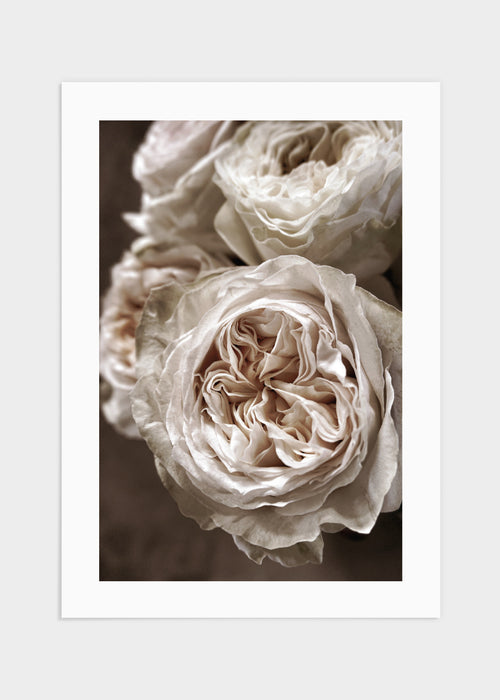 White kahalarose poster