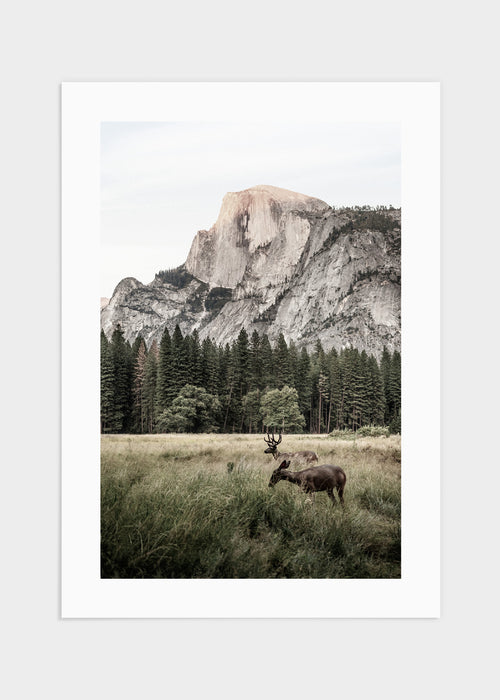 Deer on field poster