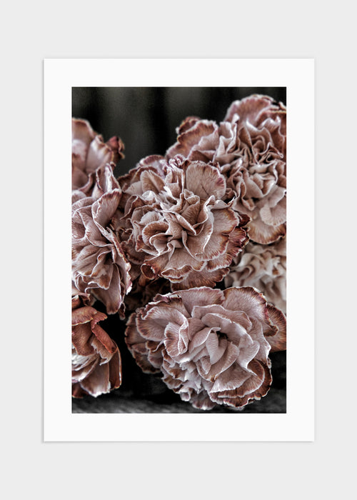 Carnation poster