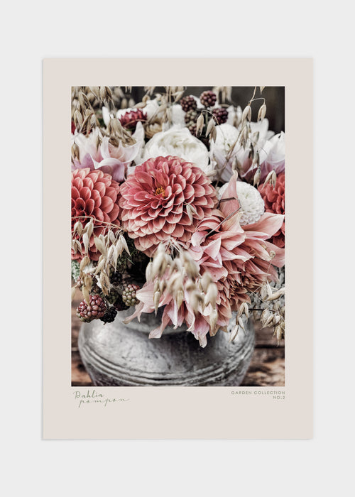 Dahlia pompon poster