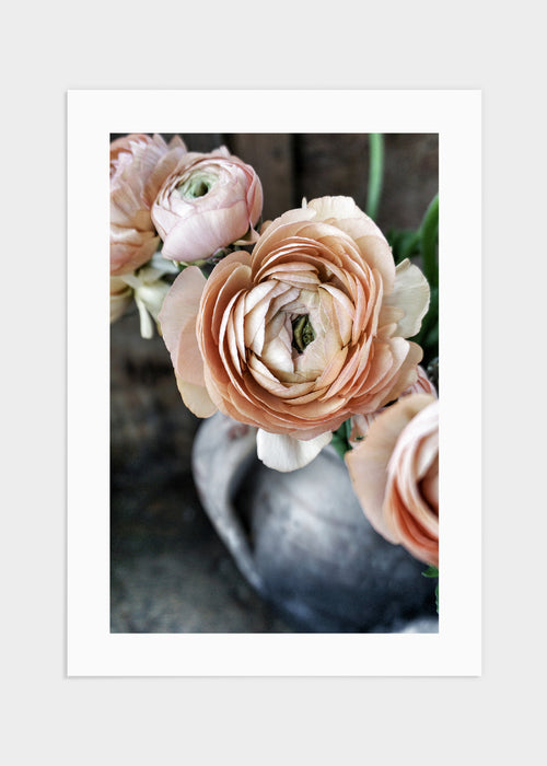 Ranunculus poster