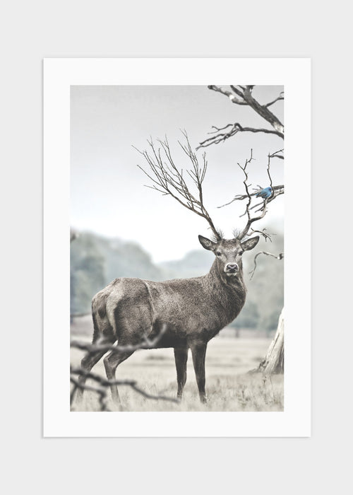 Deer poster