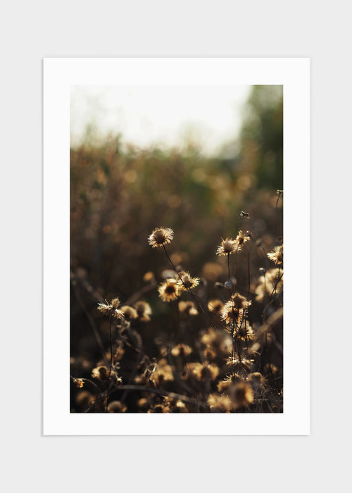 Sunset flowers poster