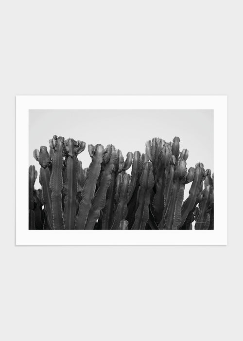 Big cactus poster