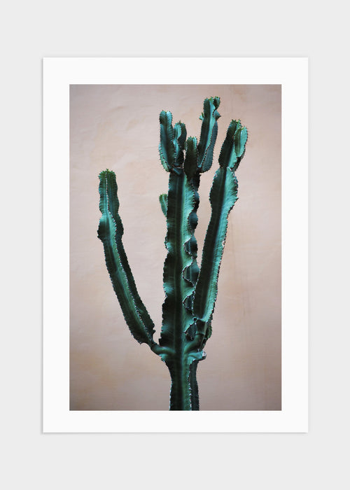 Cactus pink poster