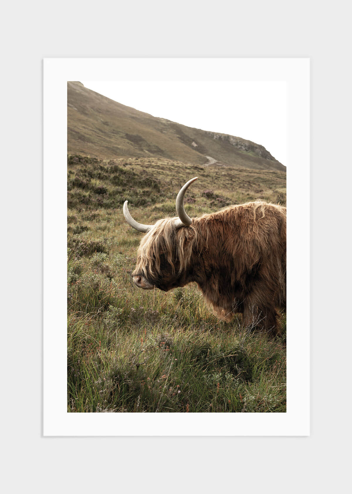 Highland cattle, Scotland poster