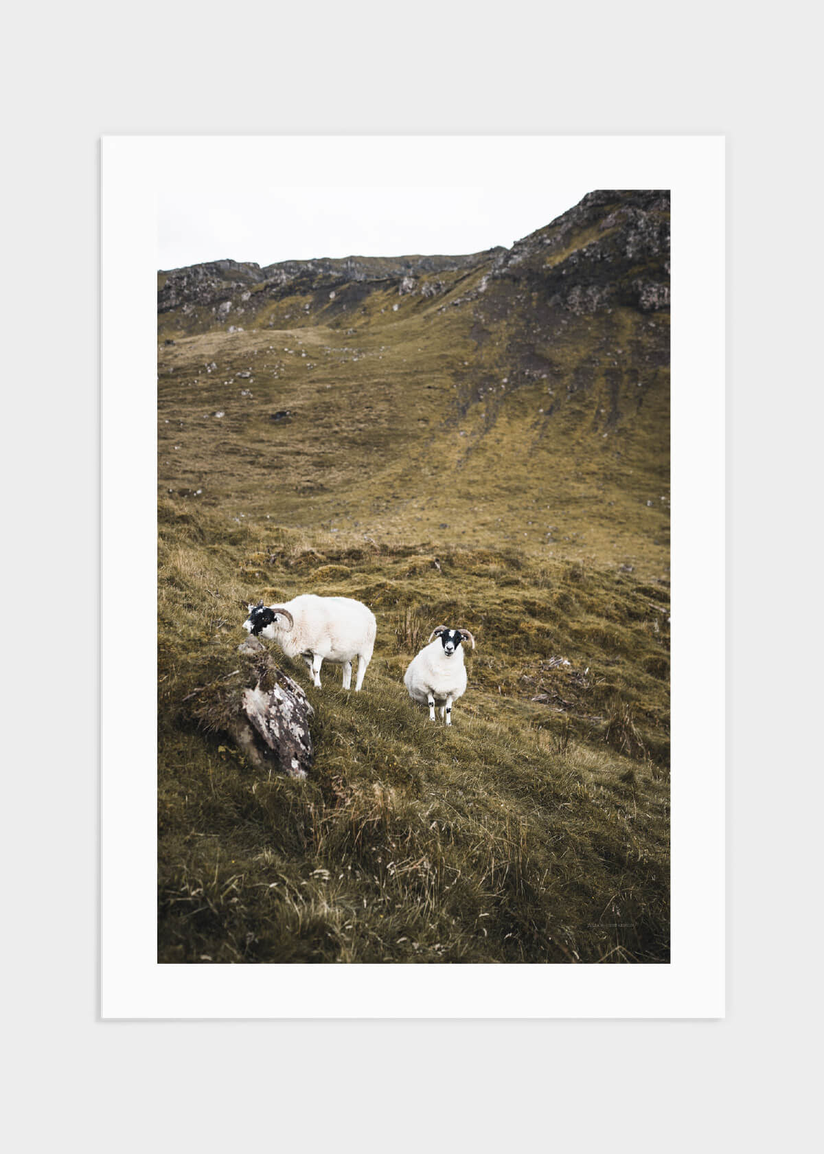 Scottish highland sheep poster