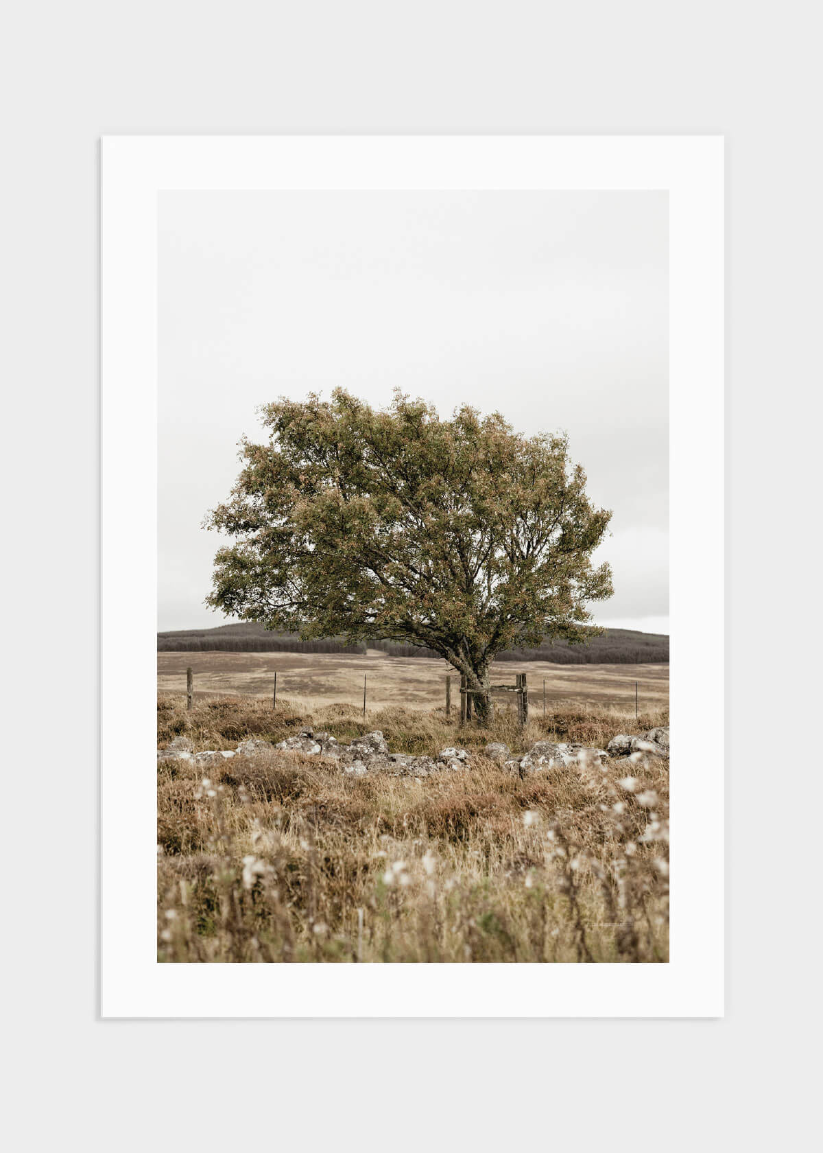 Tree in Scotland poster