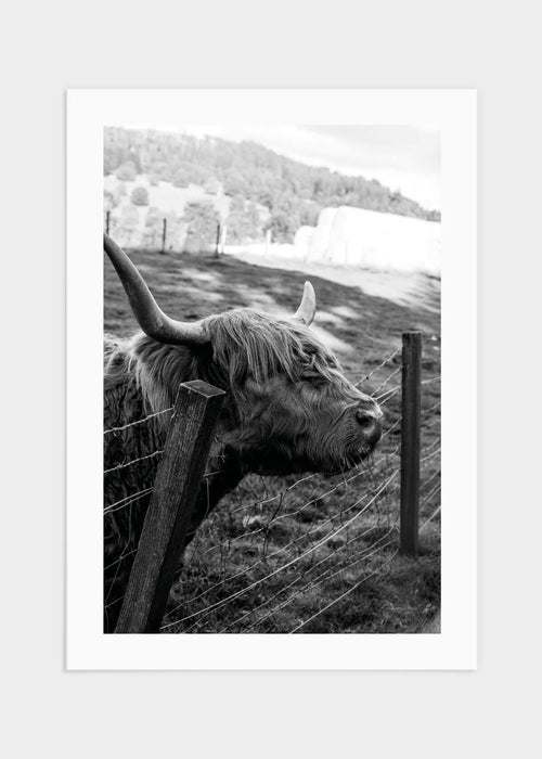 Highland cattle portrait poster