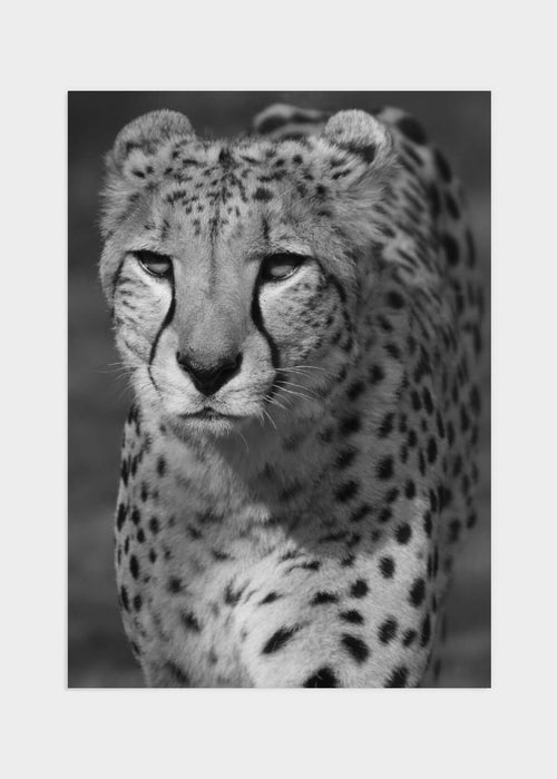 Gepard poster