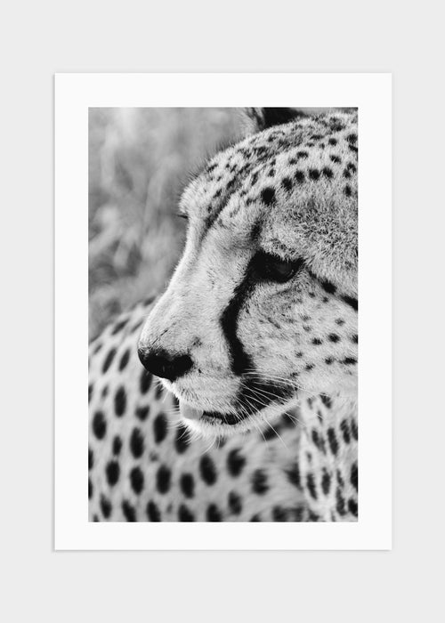 Gepard portrait poster