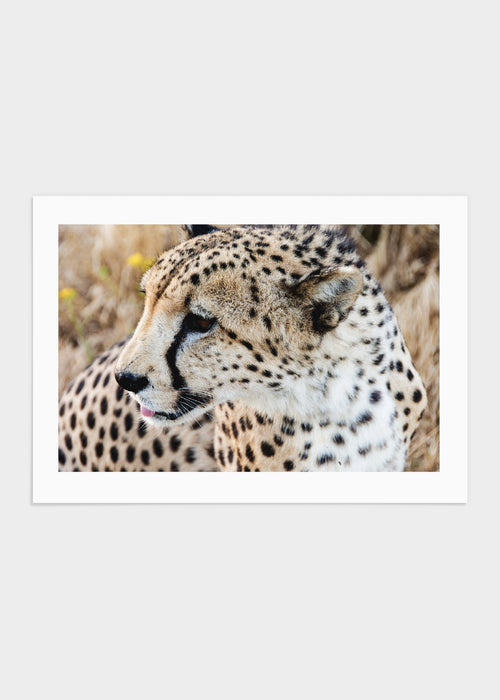 Gepard horizontal poster
