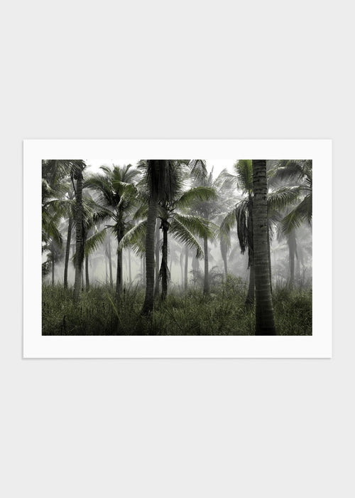 Palmtrees in fog