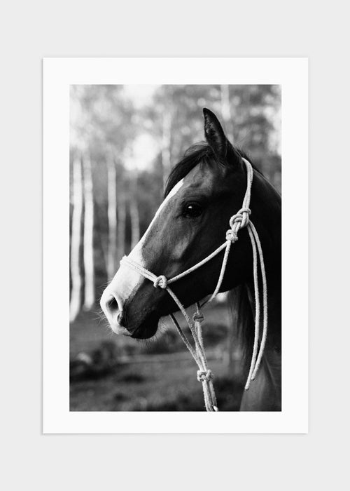 Horse portrait poster