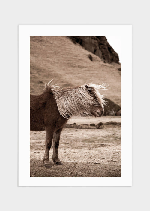 Brown Iceland horse poster