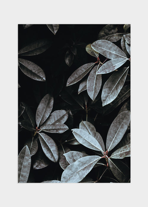 Leaves poster
