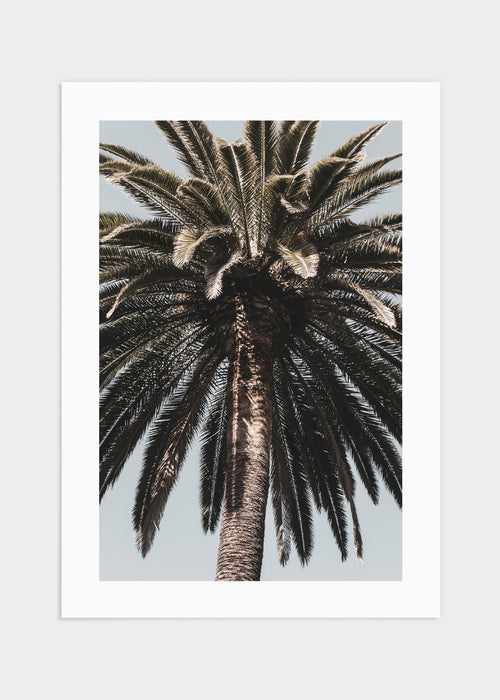 Barcelona palmtree poster