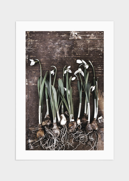 Snowdrops flowers poster