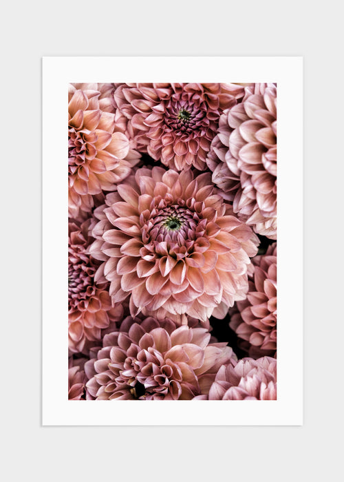 Dahlia flowers poster