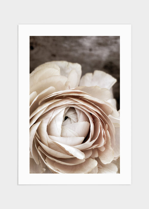 Cream white flower poster