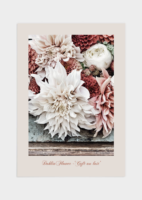 Dahlia flower - 'Café au lait' poster