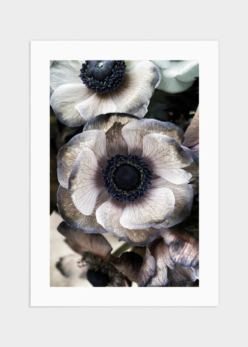 Anemone flowers poster