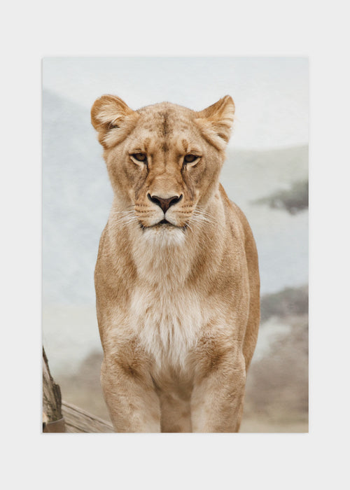 Female lion poster