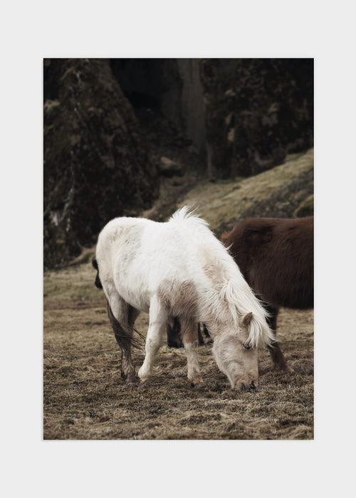 Iceland horse poster