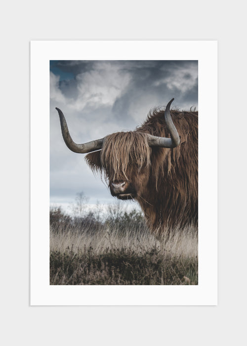 Highland cattle poster