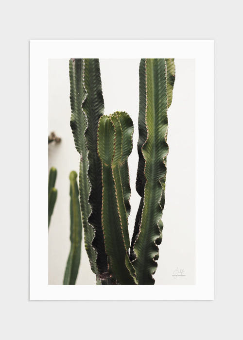 Cactus Marbella poster