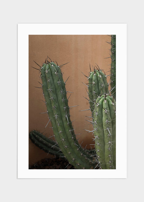 Cactus in spain poster