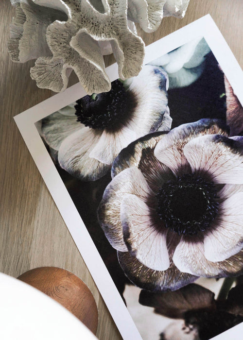 Anemone flowers poster
